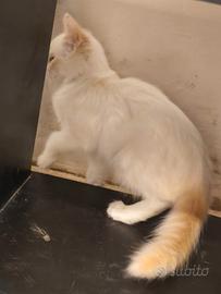 Micetti & Micioni Teneroni - 2 mesi