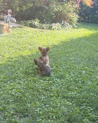 Cucciolo di chuhuahua