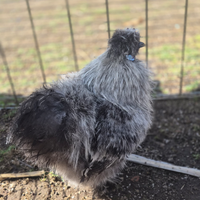 Tegole gallino moroseta perniciato argento