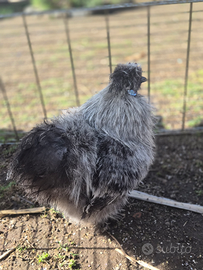 Gallino moroseta perniciato argento