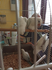 Pulli di parrochetto monaco snow white