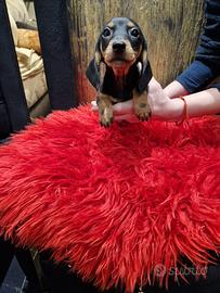 Cuccioli di bassotto nero focato