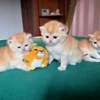 British Shorthair golden. Gattini Scottish