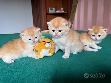 British Shorthair golden. Gattini Scottish