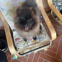 Cucciolo razza spitz di Pomerania