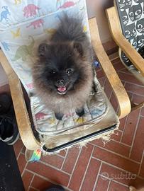 Cucciolo razza spitz di Pomerania