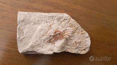 Lotto Fossili (prenotati)