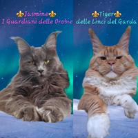 Ultima cucciola maine coon con pedigree