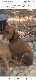 Cagnolini taglia molto piccola mix pincher