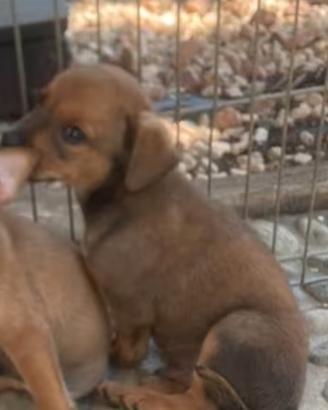 Cagnolini taglia molto piccola mix pincher