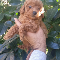 Cuccioli di Barboncino
