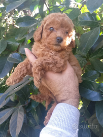 Cuccioli di Barboncino