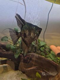 Svendita scalari adulti 20 cm (una coppia pinoy)