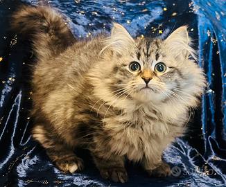 Gattina siberiana ipoallergenica NADINE