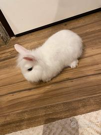 Coniglietto bianco testa di leone