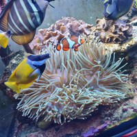 Anemone verde punte arancioni grande