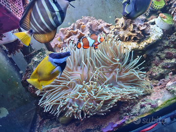 Anemone verde punte arancioni grande