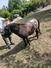 Pony