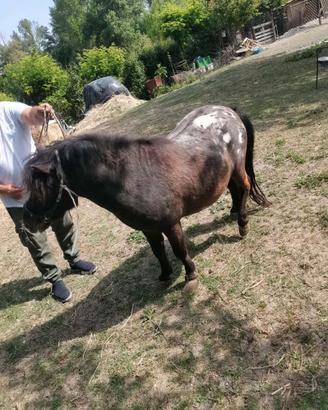 Pony