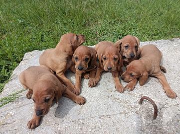 Segugi italiani cuccioli