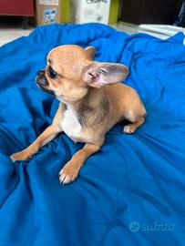 Chihuahua femminuccia