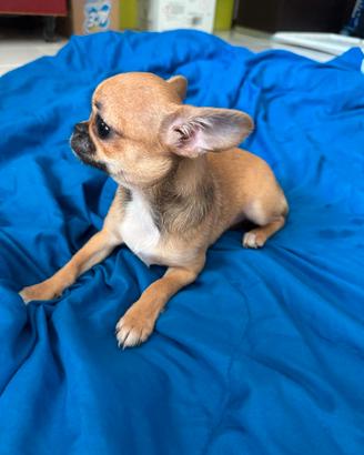 Chihuahua femminuccia