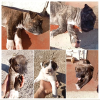Cuccioli amstaff