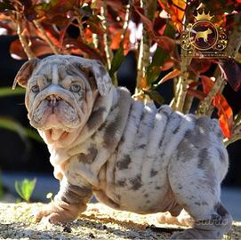 Esclusivi e rarissimi Bulldog Inglese Esotico