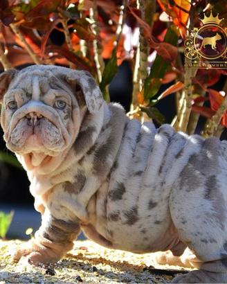 Esclusivi e rarissimi Bulldog Inglese Esotico