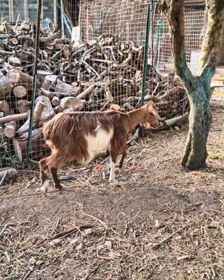 Capra rossa