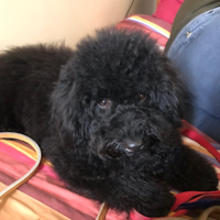 Barboncini nero e miele maschi stupendi