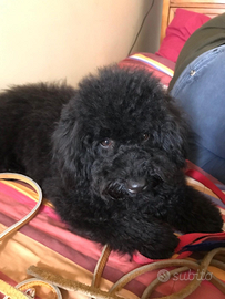 Barboncini nero e miele maschi stupendi