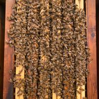 Nuclei e famiglie api Linguistiche