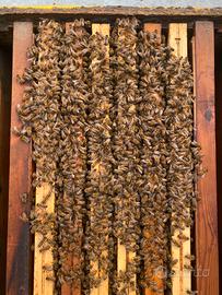 Nuclei e famiglie api Linguistiche