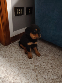 Cuccioli incrocio Rottweiler-Cocker