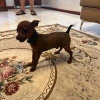 Cucciolo di pinscher nano