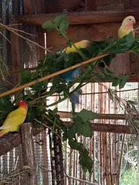 Inseparabili roseicollis maschi e femmine