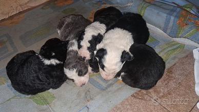 Cuccioli border collie