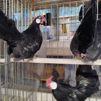Bantam galline ornamentali