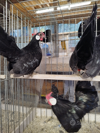 Bantam galline ornamentali