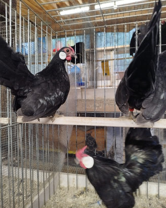 Bantam galline ornamentali
