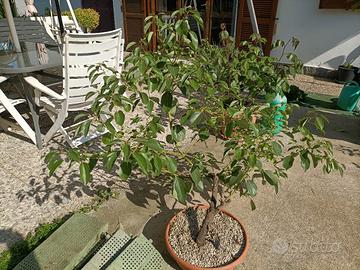 Pianta di cinnamomum canphora