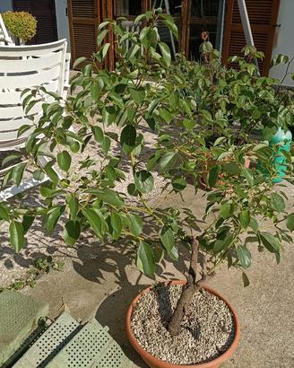 Pianta di cinnamomum canphora