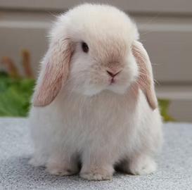 Cuccioli mini lop ariete nano