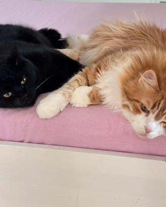 Coppia di splendidi gatti