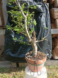 Pre bonsai