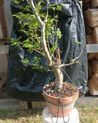 Pre bonsai