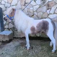Pony pezzato