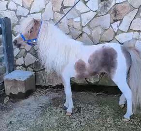 Pony pezzato