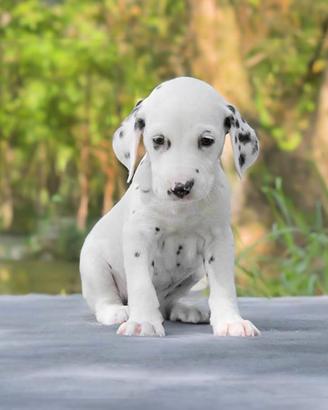 Cucciolo di Dalmata